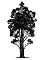 Eamon O´Kane: Baum Test I, 2017, Acryl, Reißkohle auf Papier, 210 x 150 cm

